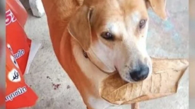 Un inteligente perro paga su comida  con hojas