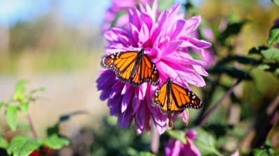 Mariposa Monarca Migratoria ha sido incluida oficialmente en la lista de especies amenazadas