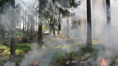 Más de 10.000 hectáreas de bosque han quedado calcinadas en el incendio en Vall d’Ebo, España