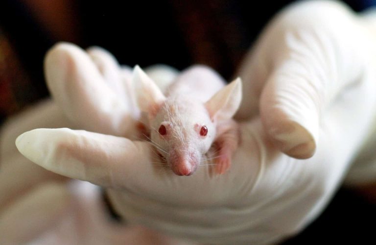 Científicos crearon una cría de ratón partir de dos machos