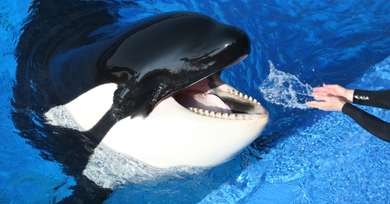 Liberan a «lolita» una orca después de 50 años en cautiverio