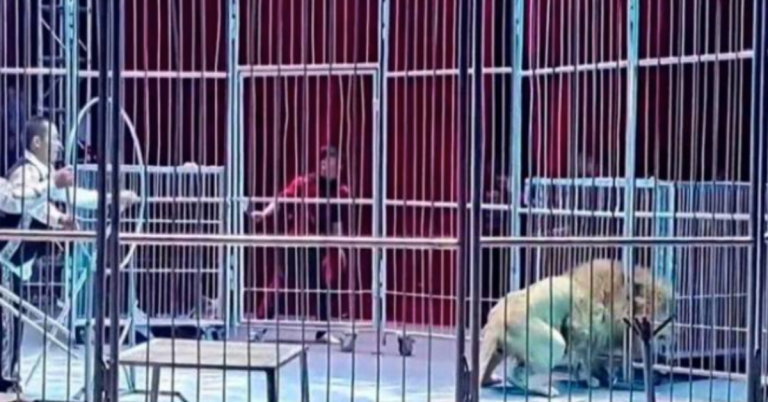 Dos leones causaron pánico masivo entre los asistentes a una función de un circo en la ciudad china